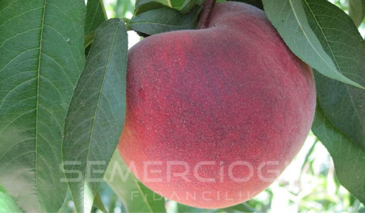 şeftali fidanlarının farkları nelerdir
