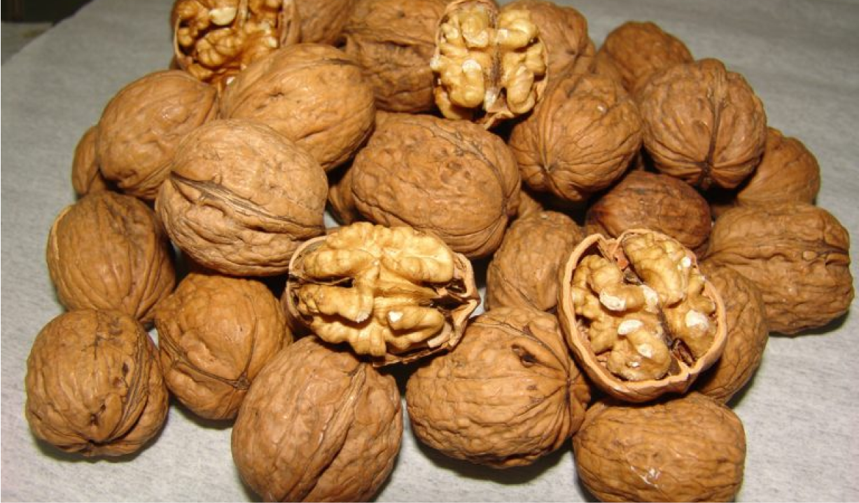 ceviz fidanlarının farkları nelerdir