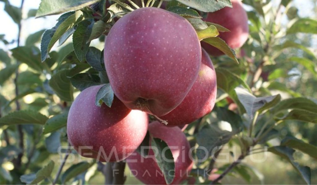 elma fidanı türleri nelerdir