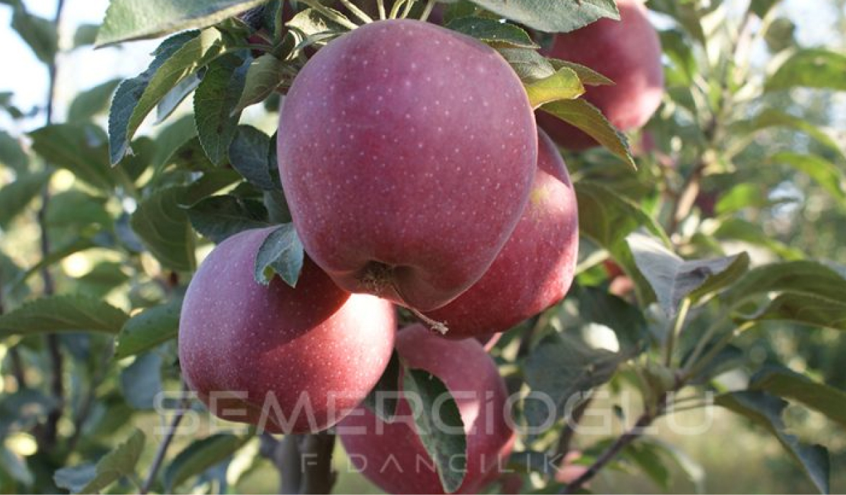 elma fidanı türleri nelerdir