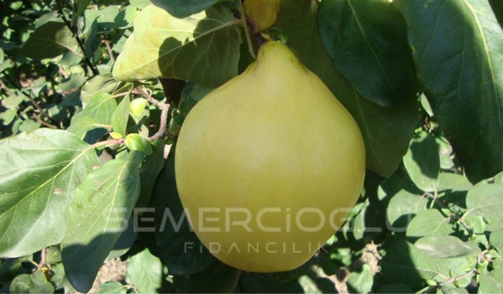 en verimli ayva fidanları