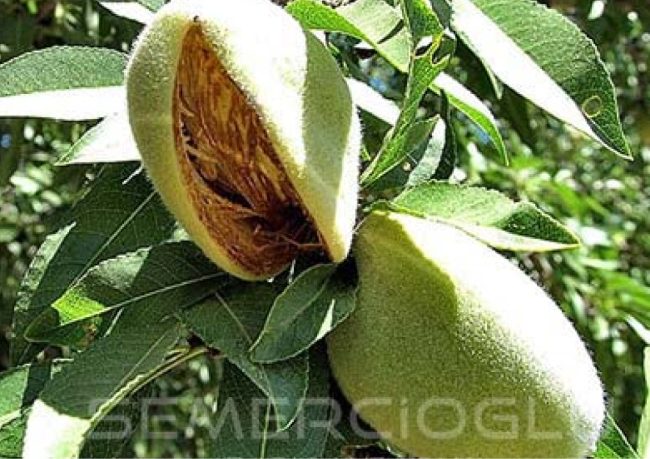 en verimli badem fidanları