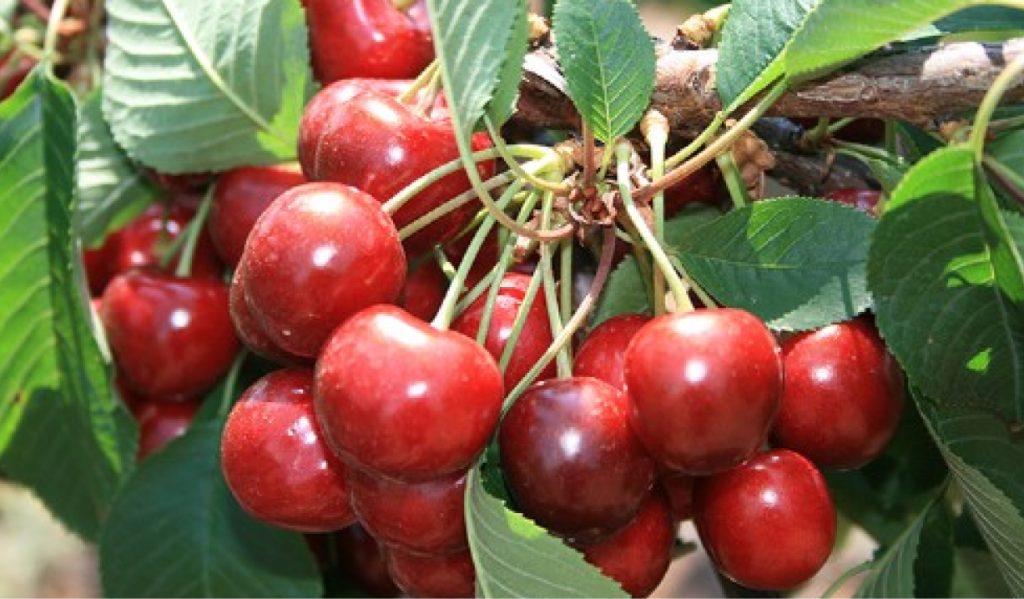 en verimli vişne fidanları