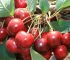 en verimli vişne fidanları