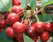 en verimli vişne fidanları