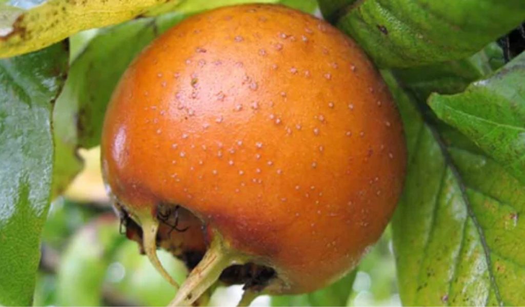 muşmula fidanı özellikleri