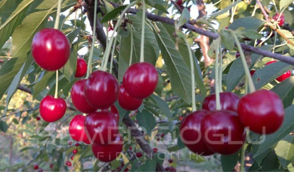 vişne fidanlarının farkları nelerdir
