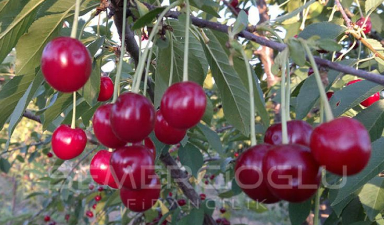 vişne fidanlarının farkları nelerdir