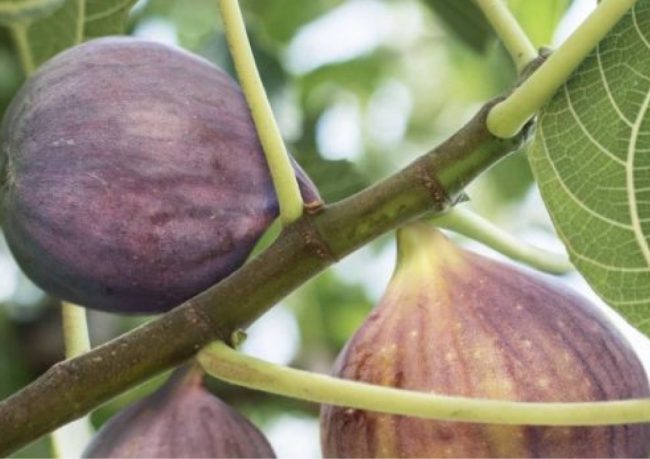 en verimli incir fidanları