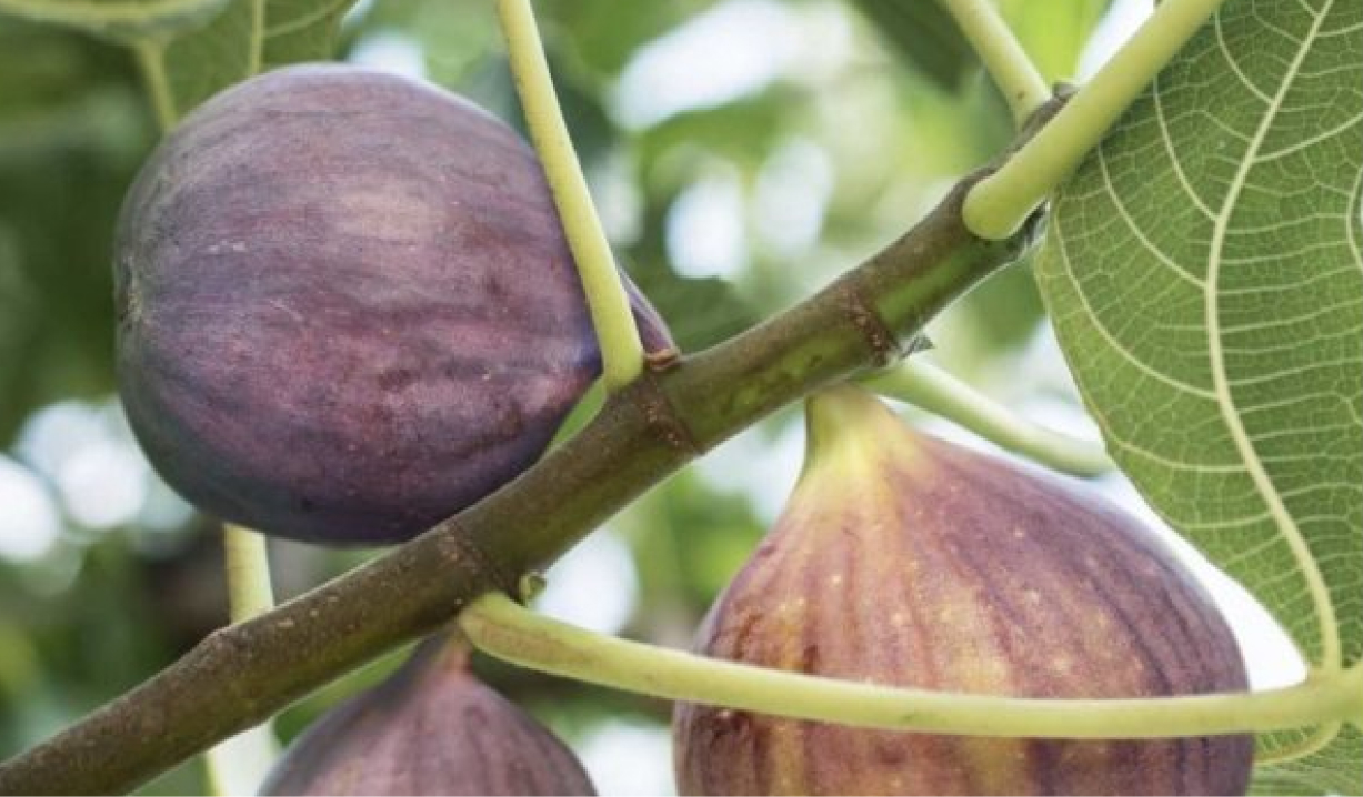 en verimli incir fidanları