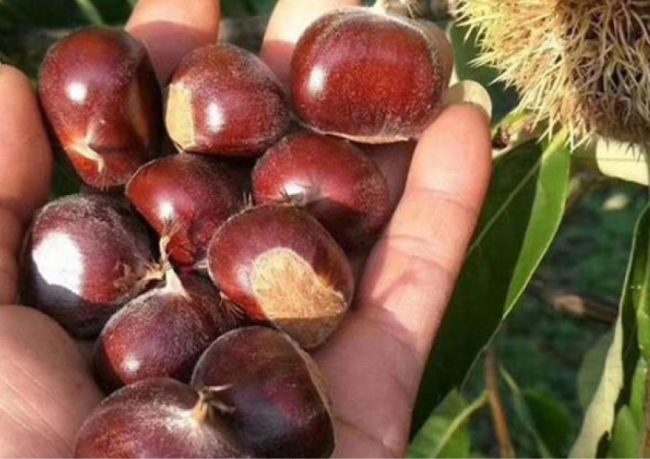 en verimli kestane fidanları