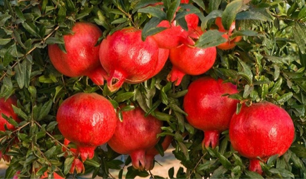 en verimli nar fidanları