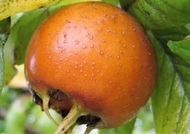 muşmula fidanı türleri nelerdir