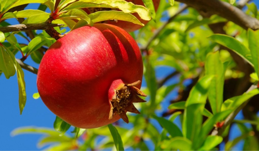 nar fidanı türleri nelerdir