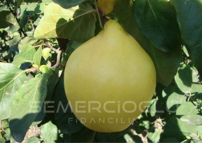 ayva fidanı özellikleri