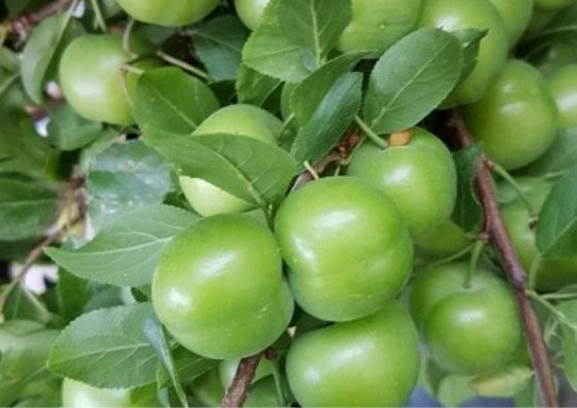 erik fidanı özellikleri