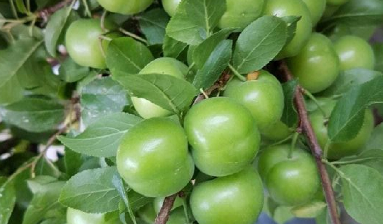 erik fidanı özellikleri