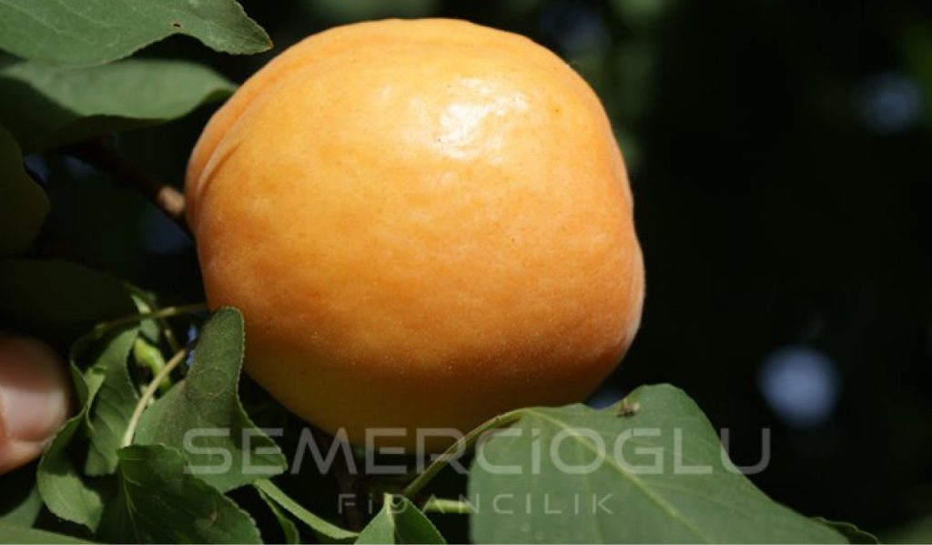 kayısı fidanı özellikleri