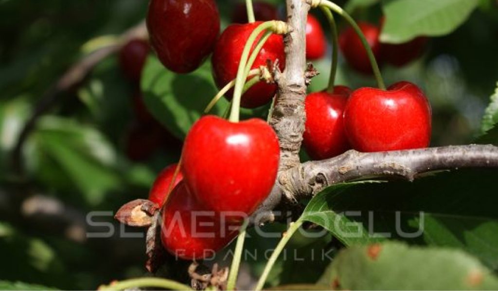 kiraz fidanı özellikleri