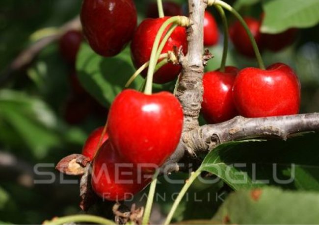 kiraz fidanı özellikleri