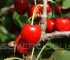 kiraz fidanı özellikleri