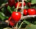 kiraz fidanı özellikleri