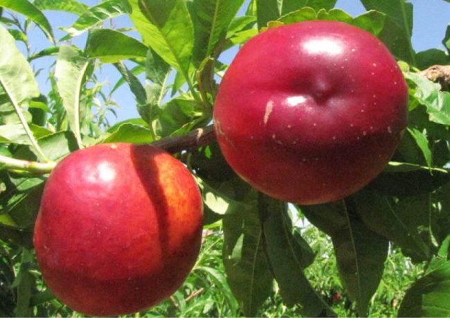 nektarin fidanı özellikleri