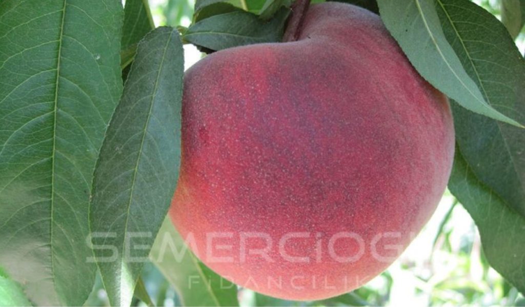 şeftali fidanı özellikleri