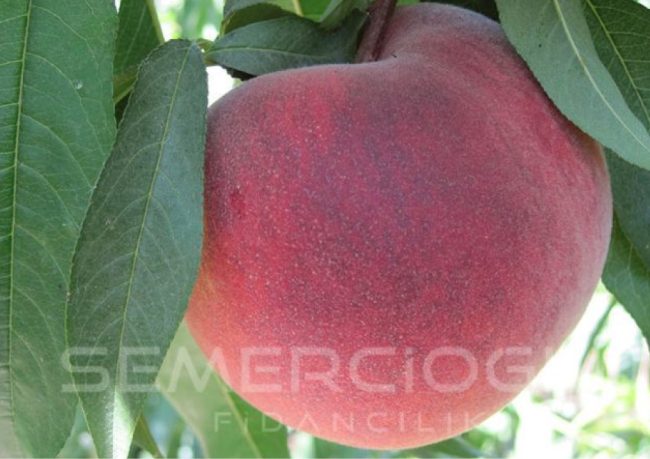 şeftali fidanı özellikleri