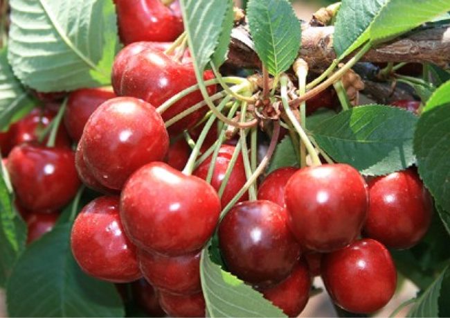 vişne fidanı özellikleri