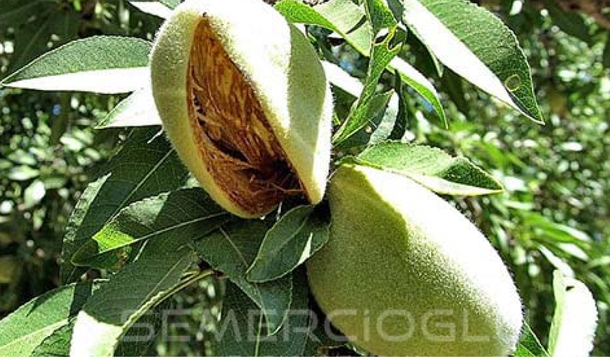 badem fidanı özellikleri