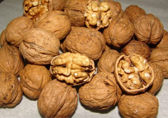 ceviz fidanı özellikleri