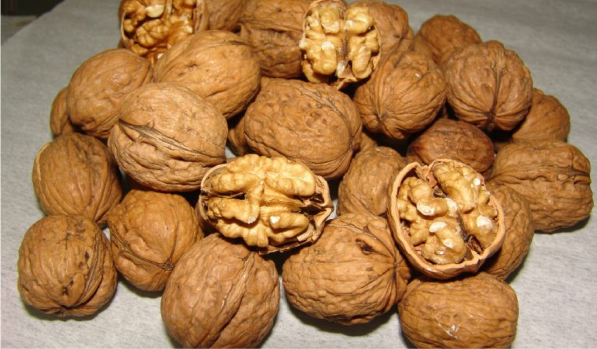 ceviz fidanı özellikleri