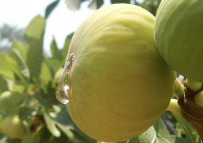 incir fidanı özellikleri