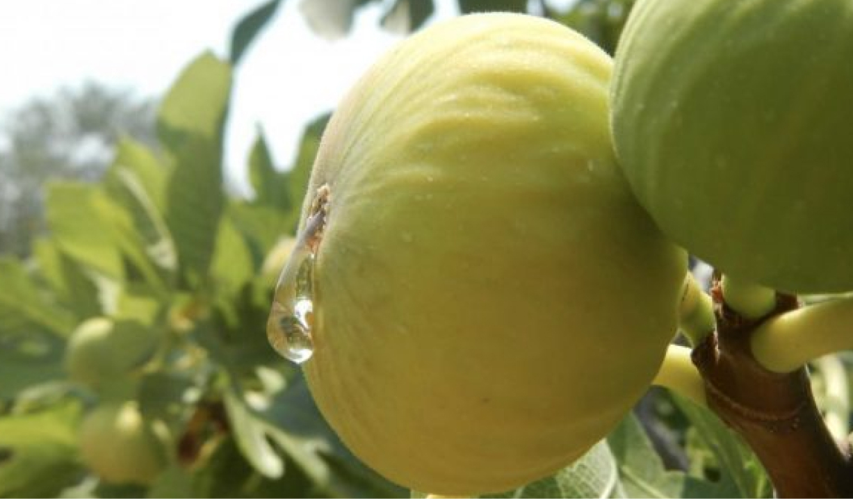 incir fidanı özellikleri