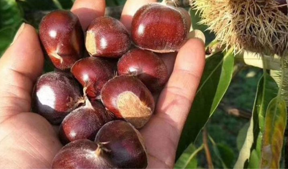 kestane fidanı türleri nelerdir