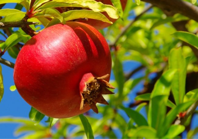 nar fidanı özellikleri